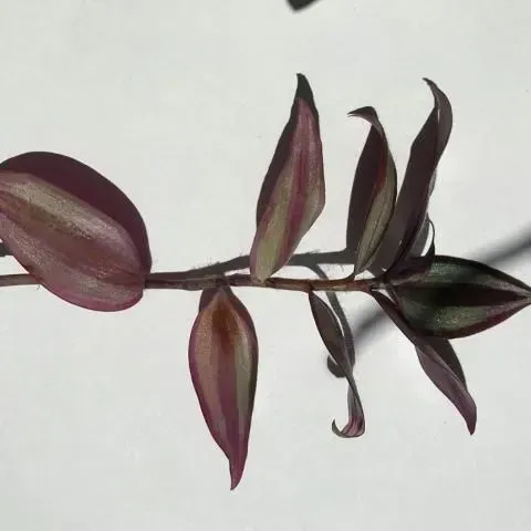 thumbnail for publication: Utilizing Demonstrations in Teaching, with an Example Demonstration of Plant Propagation via Cuttings